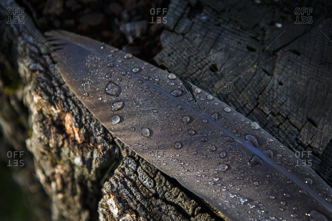 Close up of water droplets on dew on goose feather, Pagosa Springs, San Juan Mountains, Colorado, USA