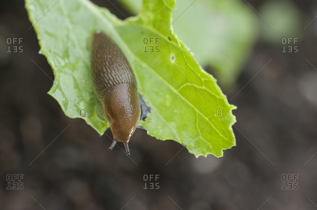 Brown slug on green leaf, Halifax, Nova Scotia, Canada