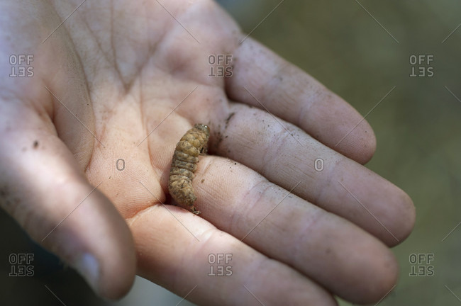 Hand of person holding small larva, Halifax, Nova Scotia, Canada