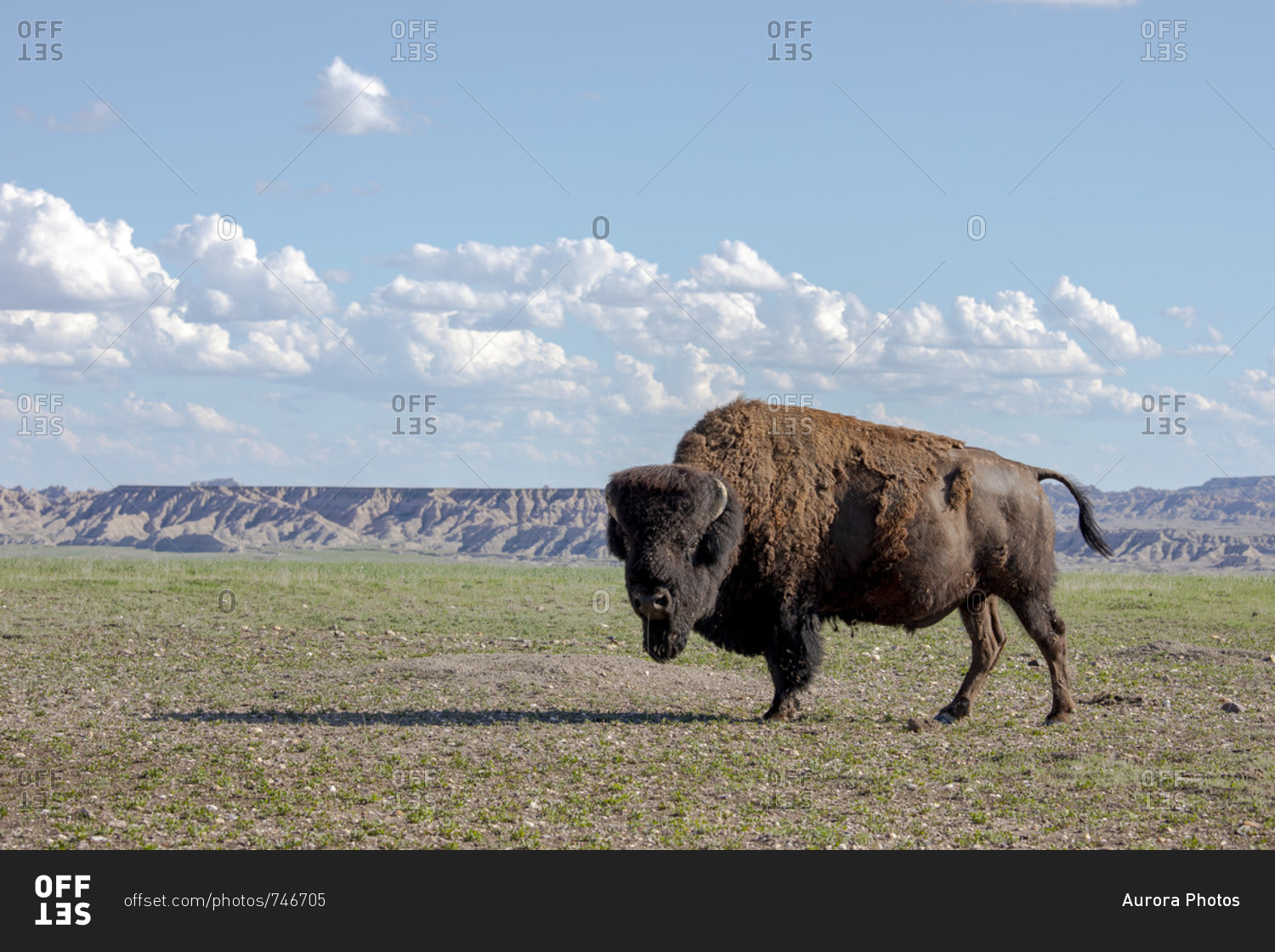 Portrait of American bison standing in Badlands National Park, South