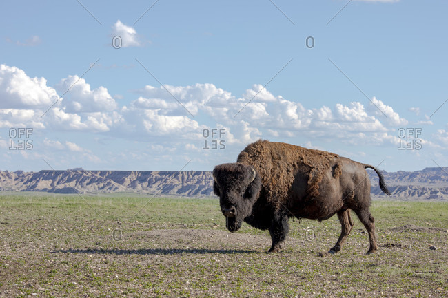 Portrait of American bison standing in Badlands National Park, South Dakota, USA