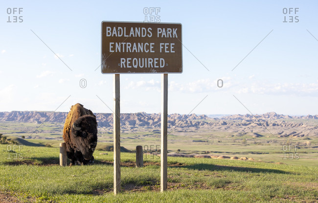 American bison standing behind sign in Badlands National Park, South Dakota, USA