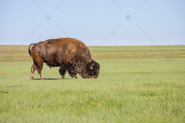American bison grazing in grassland of Badlands National Park, South Dakota, USA