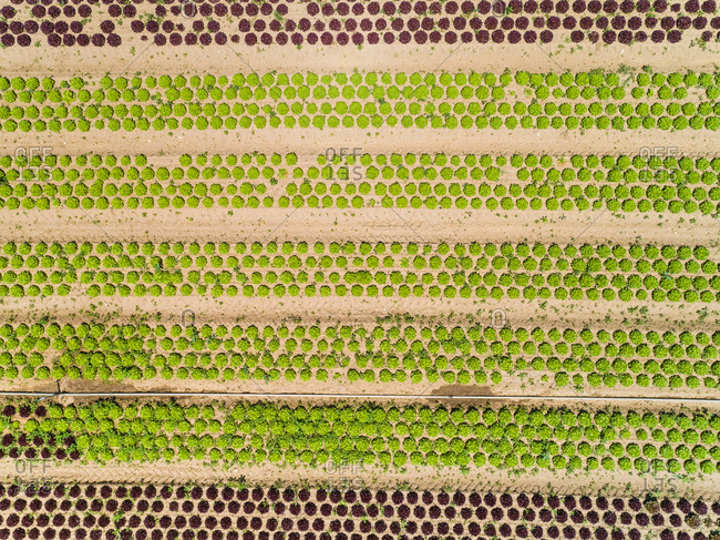 Abstract aerial view of lettuce agriculture in Correze, France.