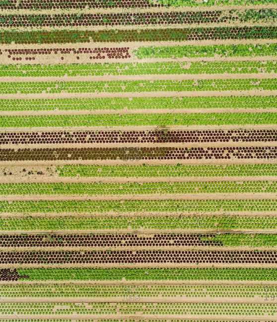 Abstract aerial view of lettuce agriculture in Correze, France.