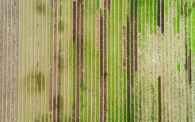 Aerial view of lettuce agriculture in Correze, France.