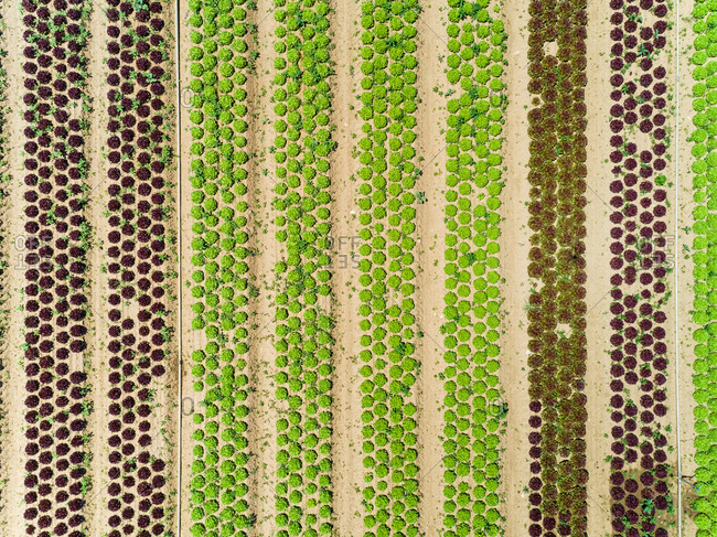 Aerial view of lettuce agriculture in Correze, France.