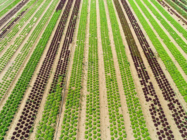Aerial view of lettuce agriculture in Correze, France.