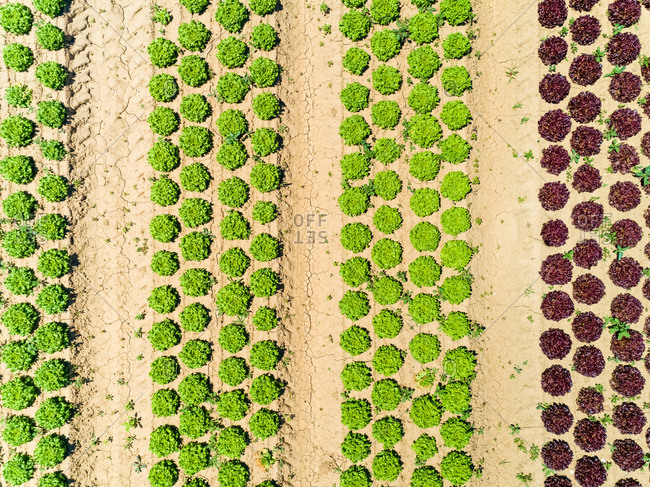 Abstract aerial view of lettuce agriculture in Correze, France.