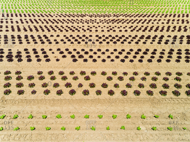 Aerial view of lettuce agriculture in Correze, France.