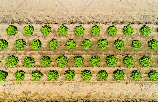 Abstract aerial view of lettuce agriculture in Correze, France.