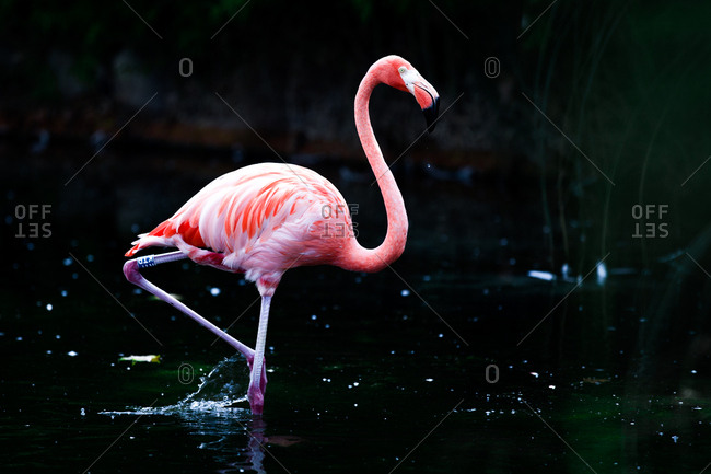 Amazing pink flamingo standing in water of dark pond in zoo