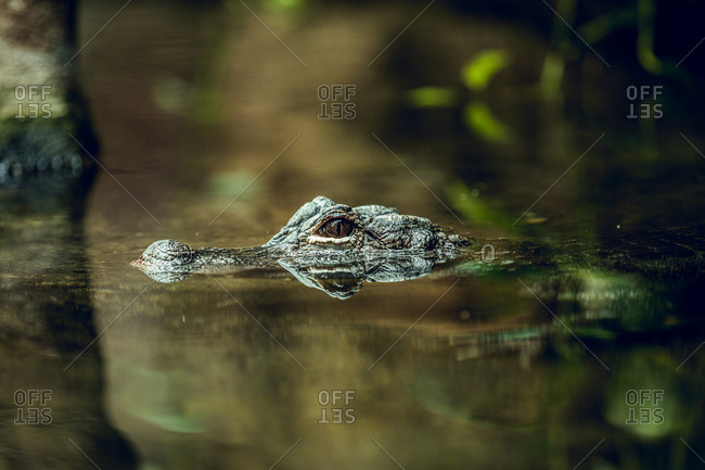 Small crocodile hiding under water near tree while swimming in zoo pond