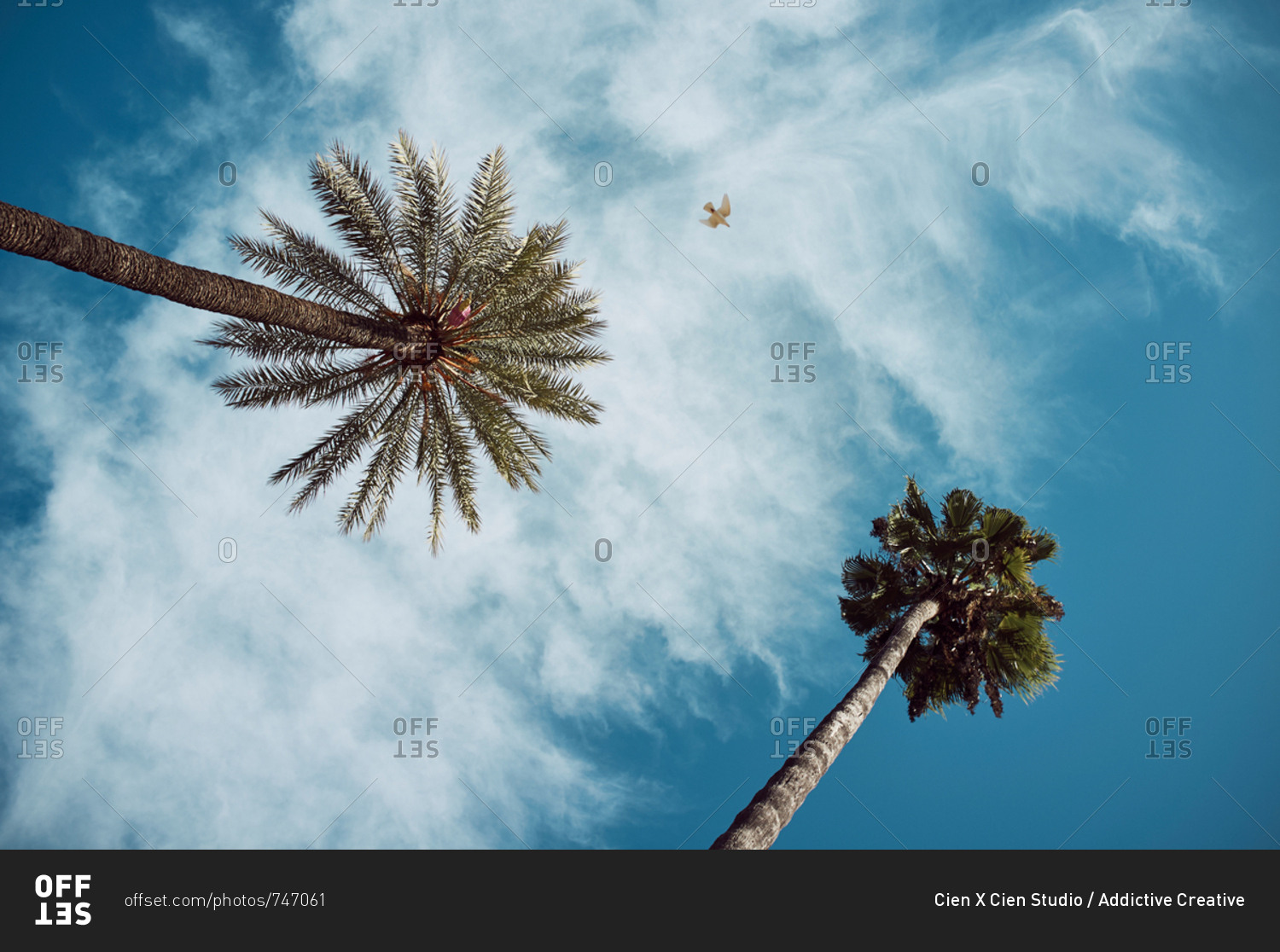 From below view of high tropical palms on background of blue cloudy sky