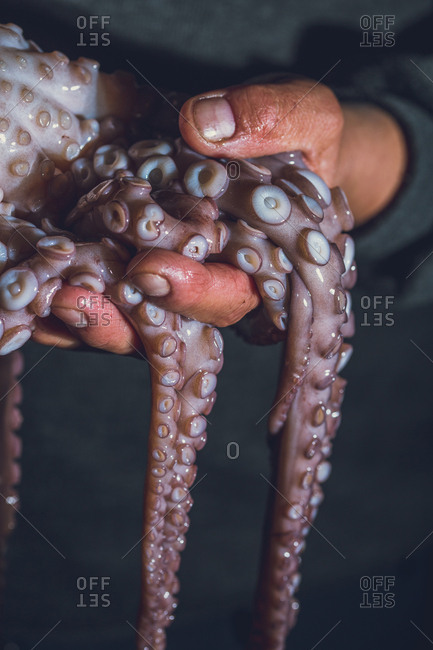 Man holds a raw octopus in his hands. Dark photo.