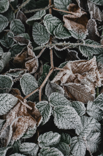 Close-up view of nettle green frost leaves covered hoar tangling with each other