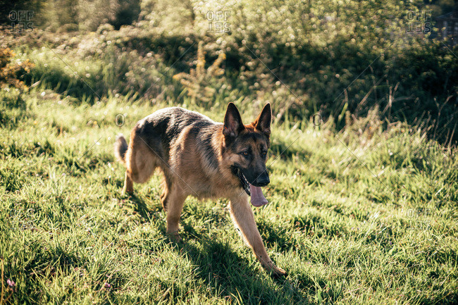 Funny dog standing in field