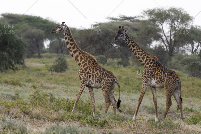 Masai giraffe (Giraffa camelopardalis tippelskirchi), Ndutu, Ngorongoro Conservation Area, Serengeti, Tanzania, East Africa, Africa