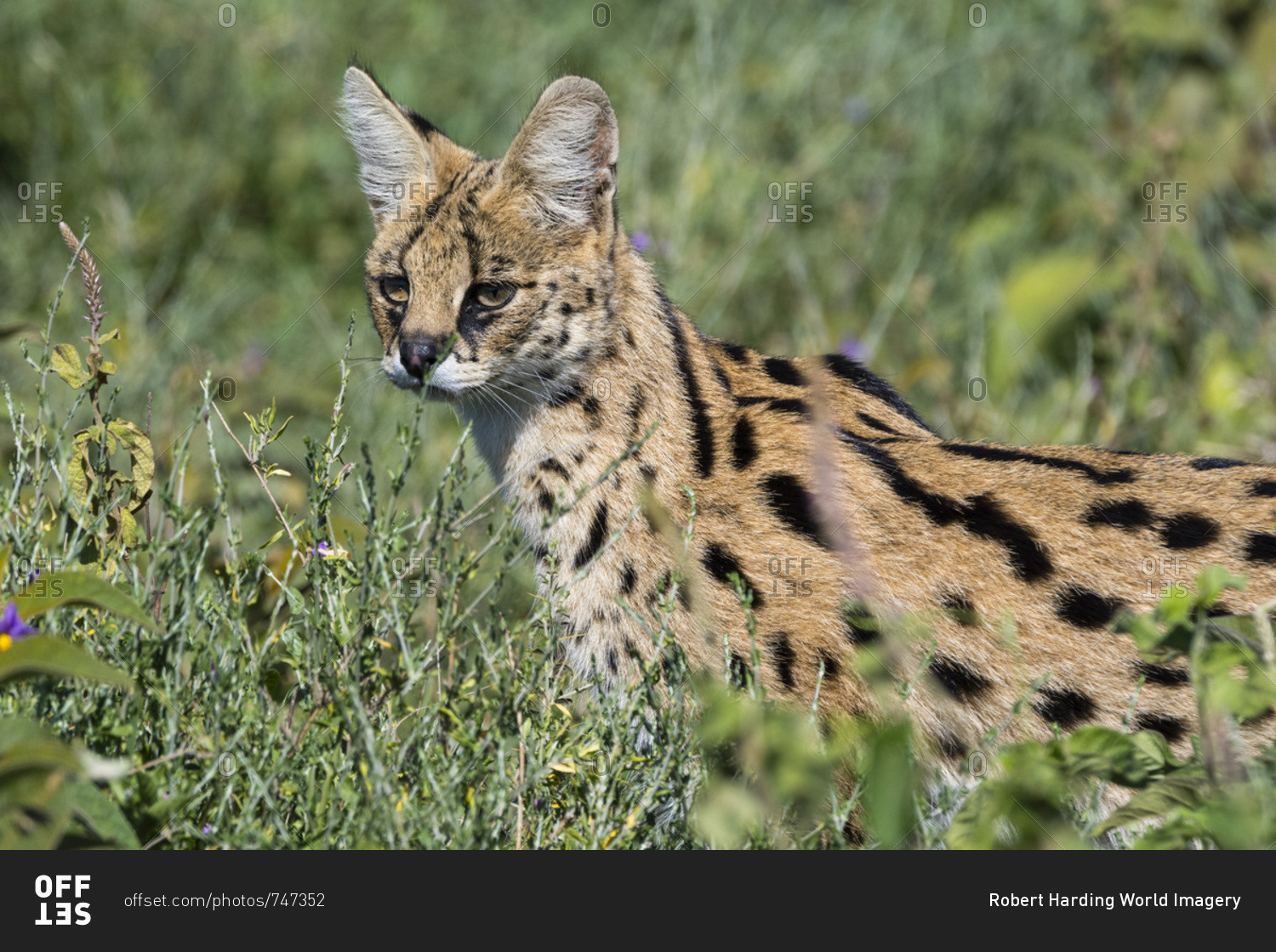 Serval (Leptailurus serval), Ndutu, Ngorongoro Conservation Area, Serengeti, Tanzania, East Africa, Africa