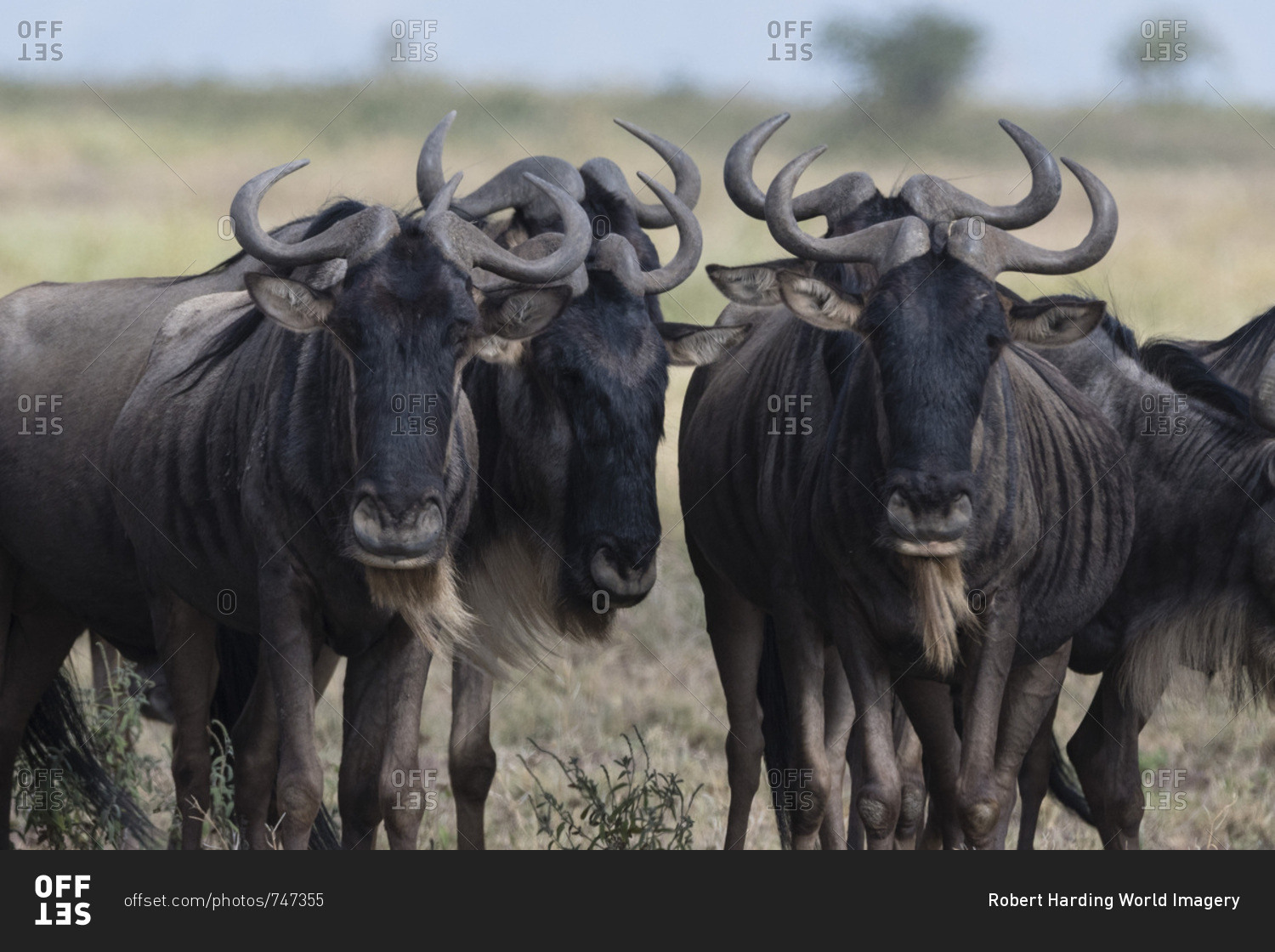 Blue wildebeest (gnu) (Connochaetes taurinus), Ndutu, Ngorongoro Conservation Area, Serengeti, Tanzania, East Africa, Africa