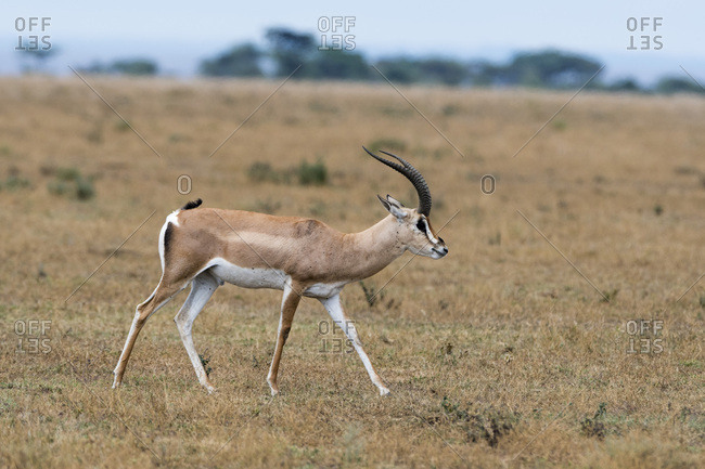 A Grant's gazelle (Nanger granti) walking, Tanzania, East Africa, Africa