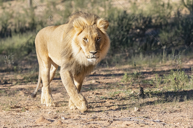 Botswana- Kgalagadi Transfrontier Park- lion- Panthera leo- walking