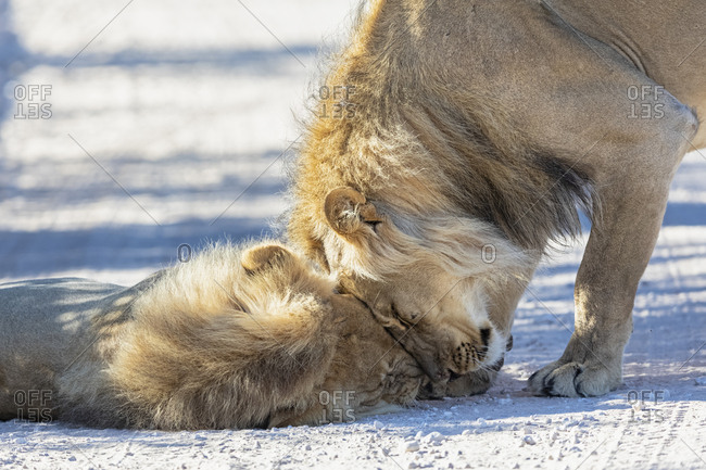Botswana- Kgalagadi Transfrontier Park- two lions- Panthera leo- male- cuddling
