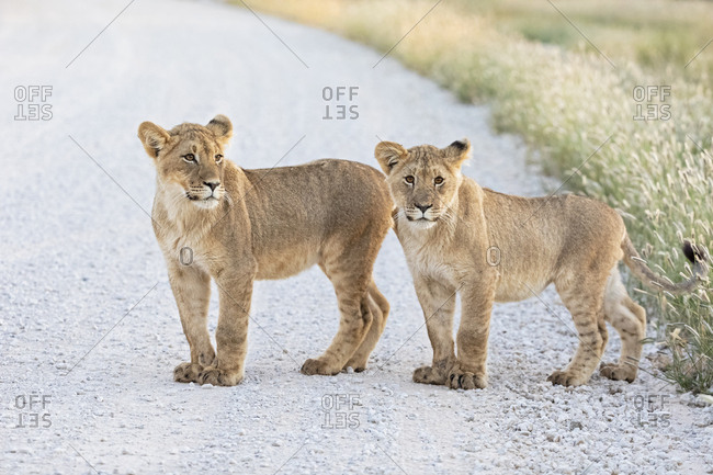 Botswana- Kgalagadi Transfrontier Park- young lions- Panthera leo- standing on gravel road