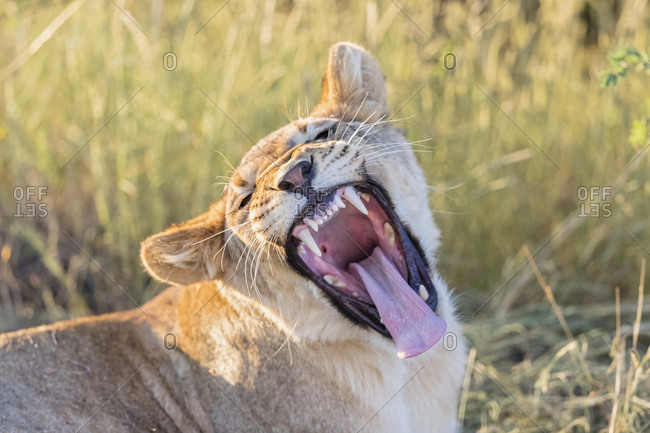 Botswana- Kgalagadi Transfrontier Park- lion- Panthera leo- young animal yawning