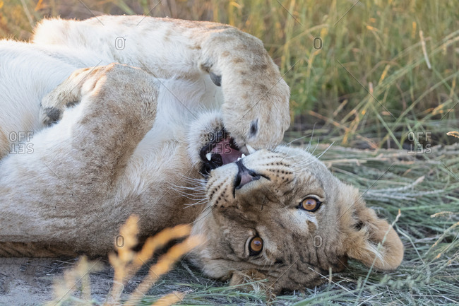 Botswana- Kgalagadi Transfrontier Park- young lion lying- Panthera leo