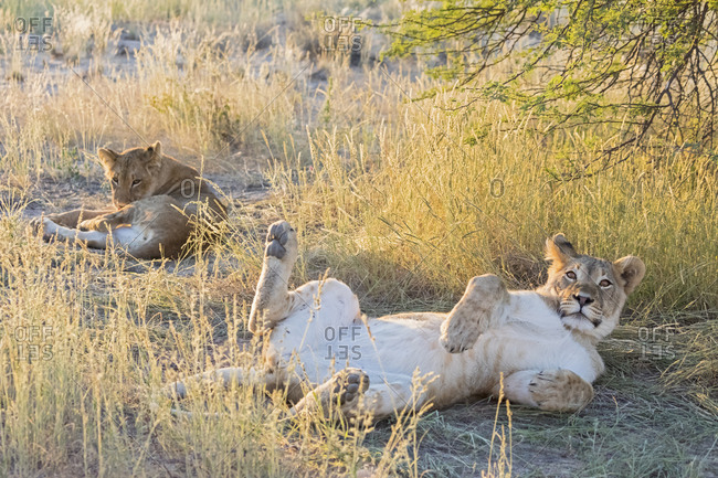 Botswana- Kgalagadi Transfrontier Park- lion- Panthera leo