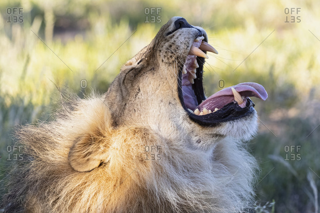 Botswana- Kgalagadi Transfrontier Park- lion- Panthera leo- male- yawning