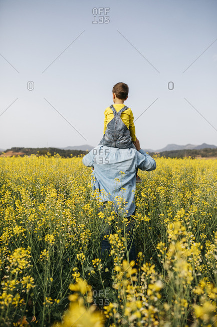 Spain- back view of man with his son on his shoulders walking through a field of yellow flowers