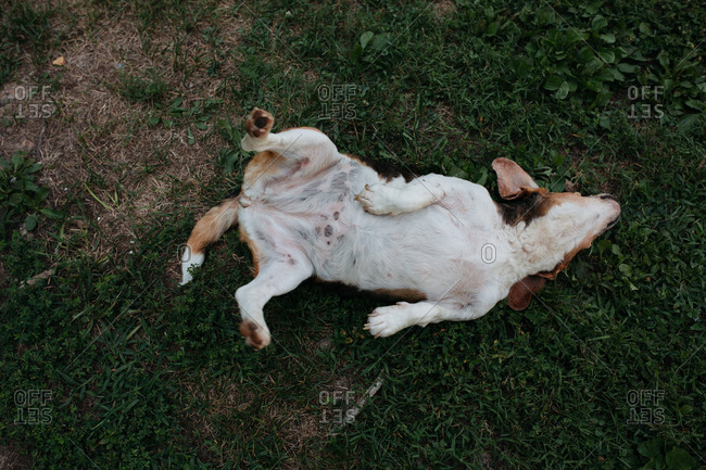 Overhead view of a dog lying in the grass on it\'s back