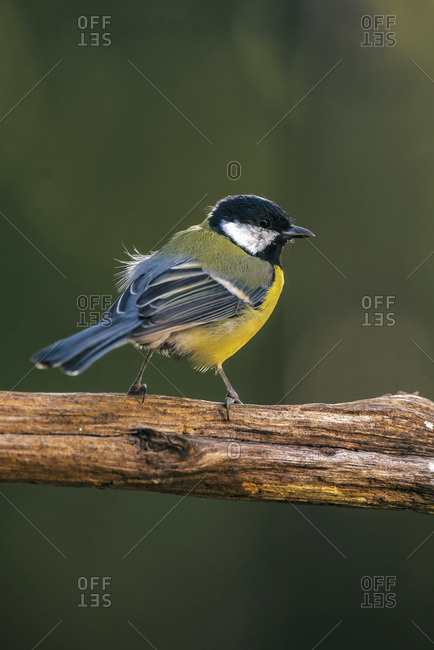 Great tit on a tree branch