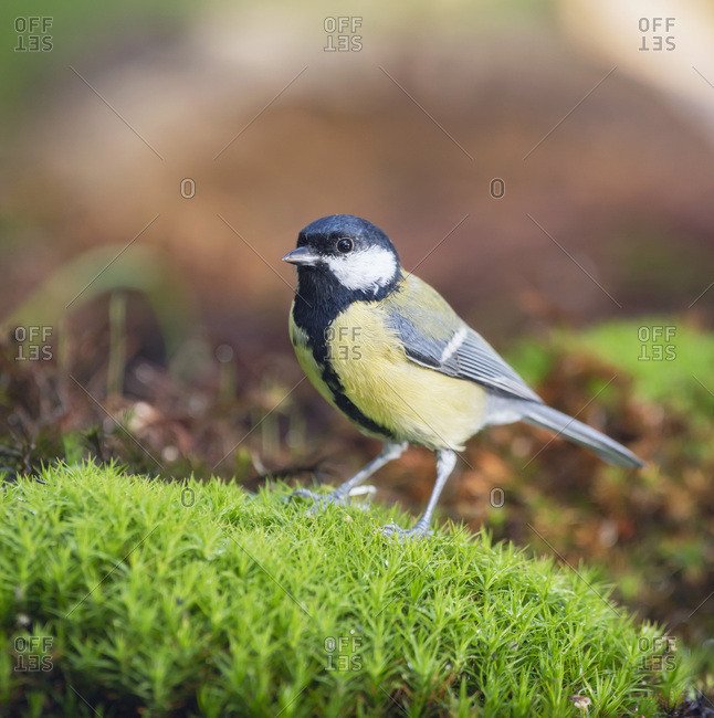 Close up of a great tit