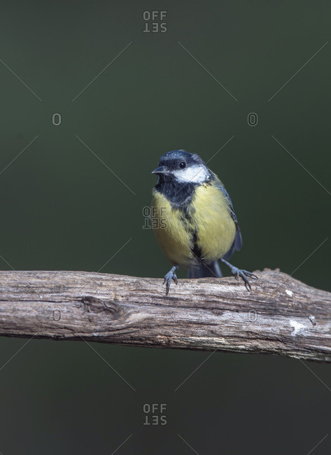 Great tit on a branch