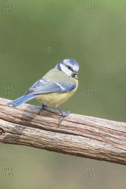 Close up of a great tit on a branch