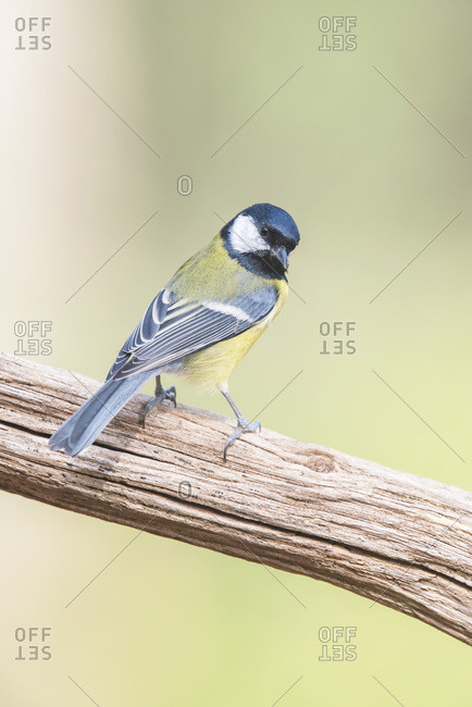 Beautiful great tit on a branch