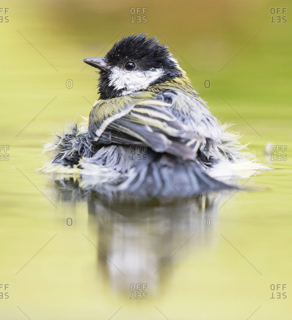 Great tit bathing in water