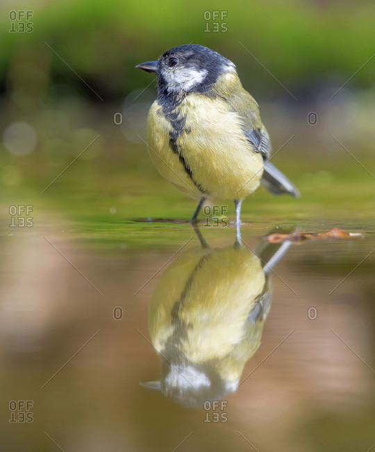 Great tit reflecting in water