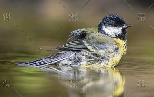 Great tit bathing in a pond