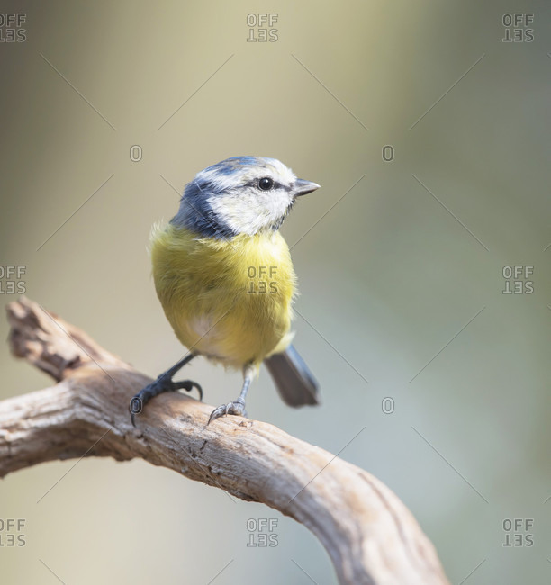 Great tit bird on a branch