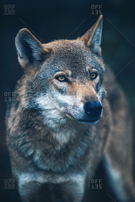 Eurasian wolf hunting in the wild
