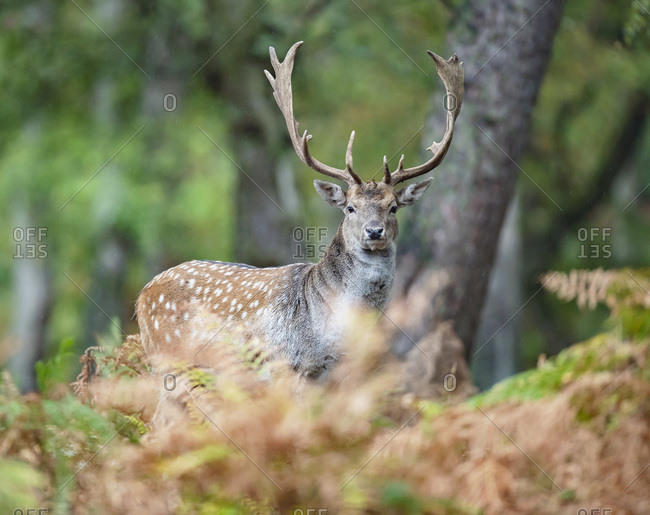 Male fallow deer with large antlers