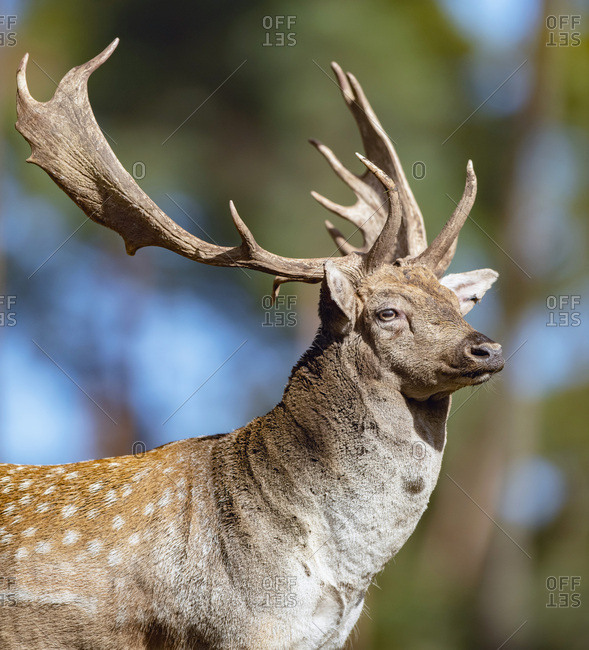 Profile of a male fallow deer with large antlers