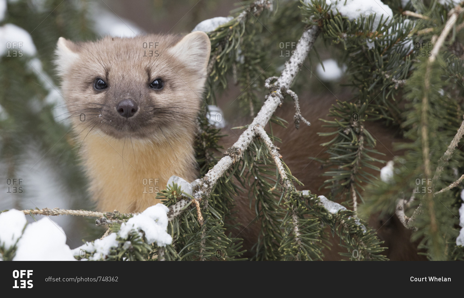 Pine Martin Weasel Assessing the Situation in Snow Covered Cooke City, MT