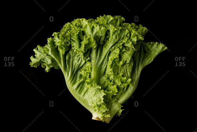 Fresh lettuce on black background