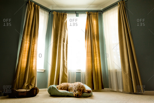 Dog sleeping on pet bed