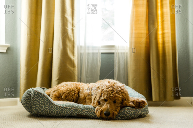 Dog resting on pet bed